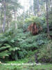 Yarra Ranges NP - Forest